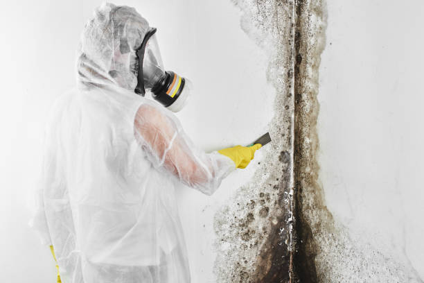 Best Residential Mold Remediation in Montalvin Manor, CA