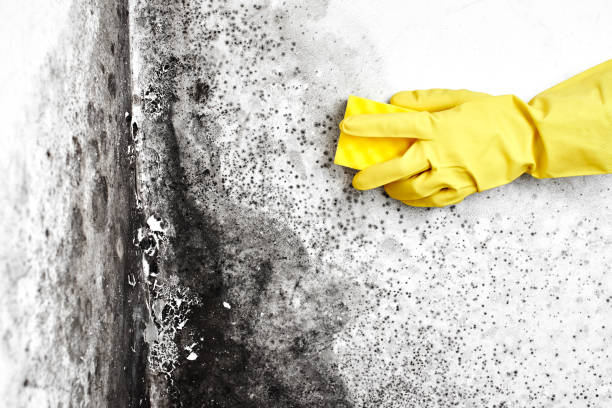 Best Commercial Mold Remediation in Montalvin Manor, CA