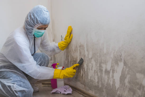 Best Kitchen Mold Remediation in Montalvin Manor, CA