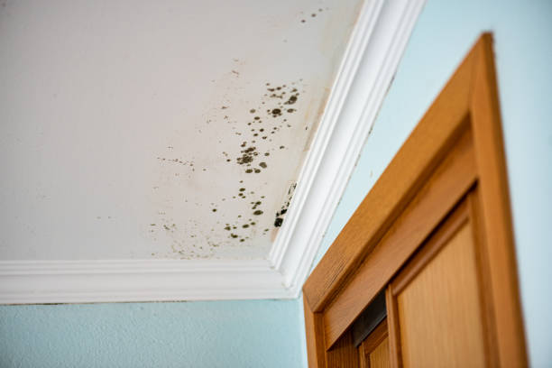 Best Crawl Space Mold Remediation in Montalvin Manor, CA