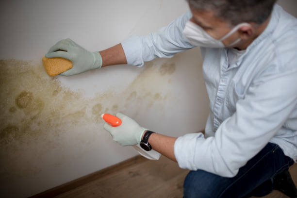 Best Post-Remediation Services in Montalvin Manor, CA