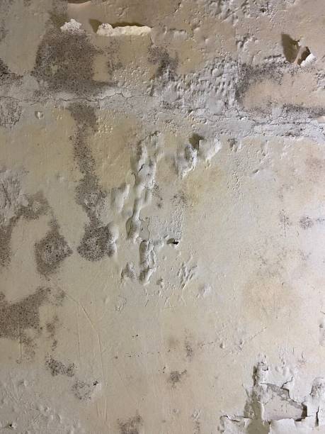 Best Localized Mold Remediation (e.g., coastal areas, humid climates) in Montalvin Manor, CA
