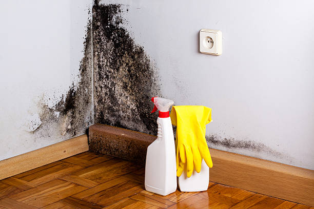 Best Preventive Mold Services in Montalvin Manor, CA