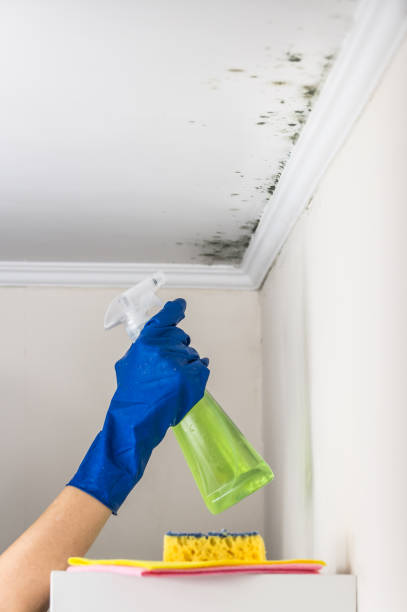 Best Attic Mold Remediation in Montalvin Manor, CA