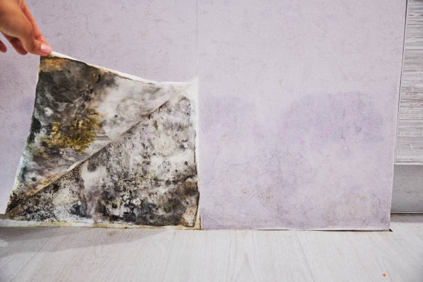 Best Bathroom Mold Remediation in Montalvin Manor, CA